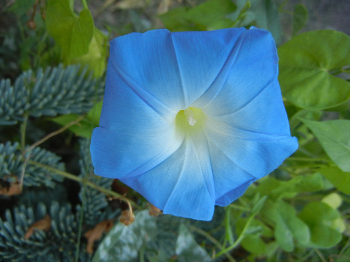 Blue Morning Glory (2012, Sep.06)