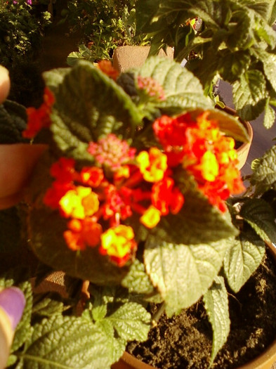 6 septembrie 2012-flori 003 - lantana camara