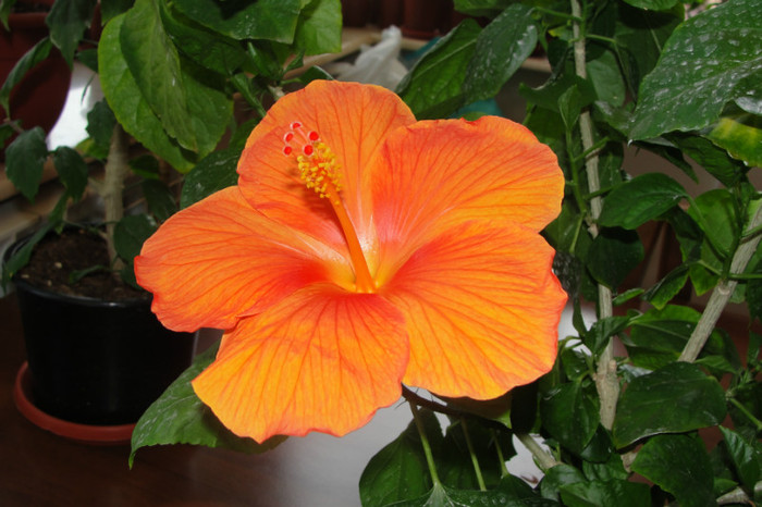 hibiscus Gator Orange - B-hibiscus-2012 3