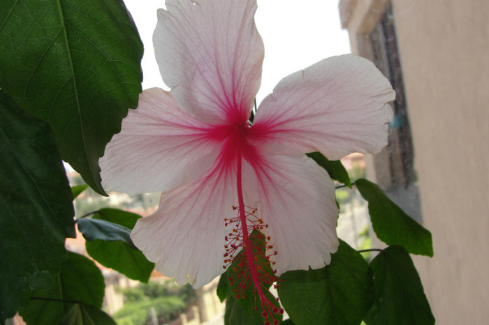 hibiscus Pink Wings