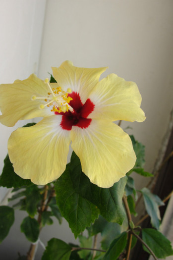 hibiscus Lutea - B-hibiscus-2012 3