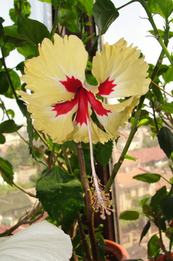 hibiscus Sylvia Goodman - B-hibiscus-2012 3