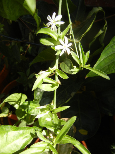 Chlorophytum comosum (2012, Sep.06)