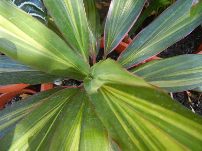 Cordyline fruticosa Kiwi (2012, Sep.06) - Cordyline fruticosa Kiwi