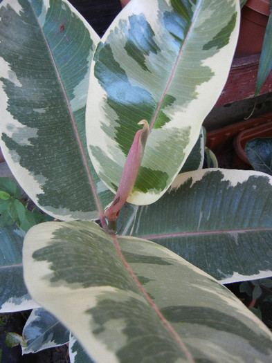 Ficus elastica Tineke (2012, Sep.09)