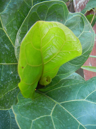 Fiddle-leaf Fig Bambino (2012, Sep.09)