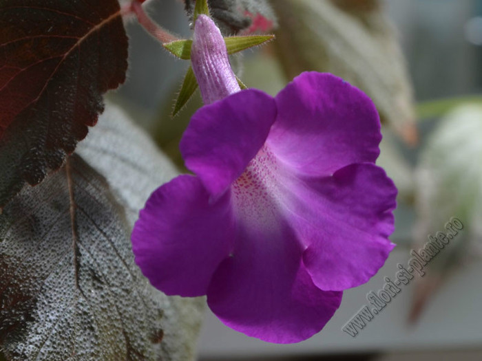 Achimenes Madame Geheune - ACHIMENES II