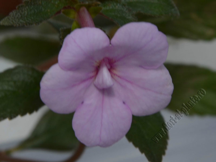 Achimenes Peach Blossom; 2012
