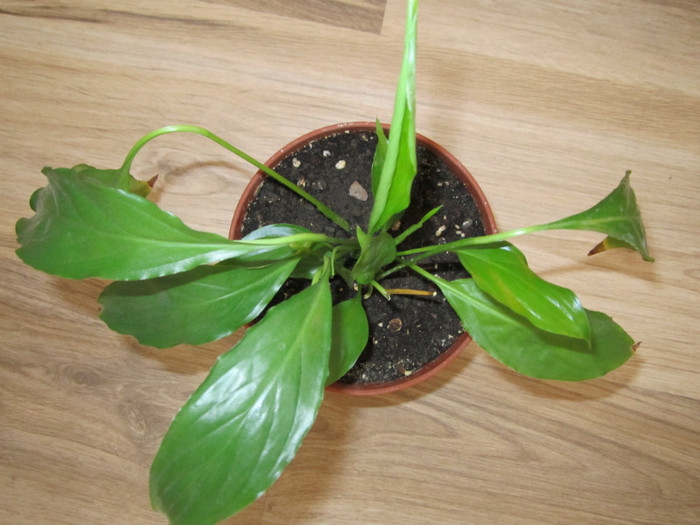 Spathiphyllum wallisii-Crinul pacii