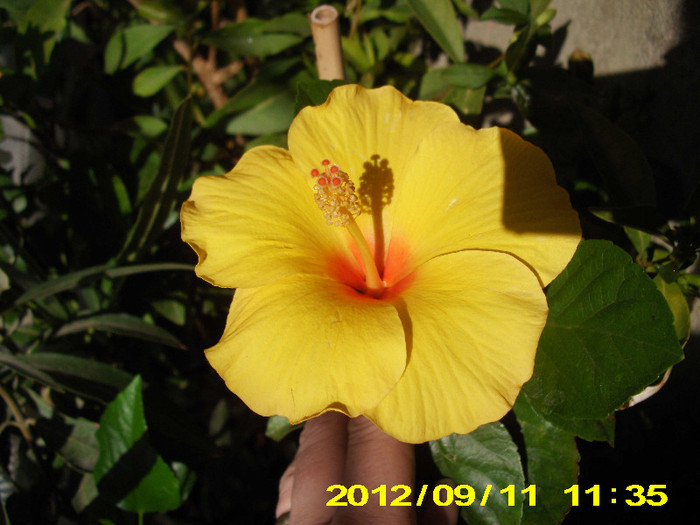 2012-07-08 kim - hibiscus