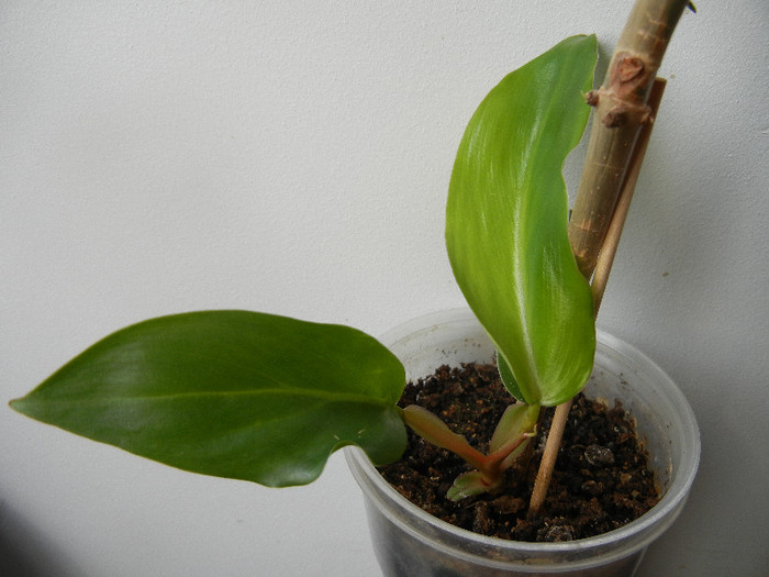Philodendron erubescens (2012, Sep.07)