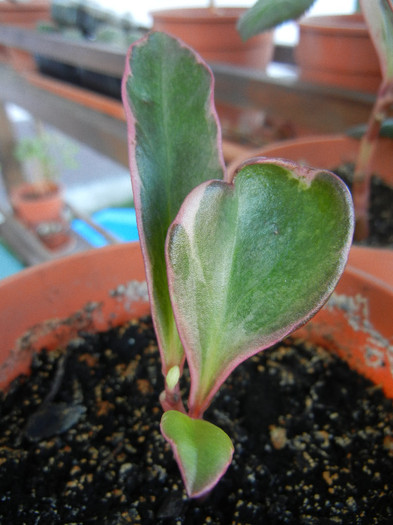 Red-edged Peperomia (2012, Sep.02)