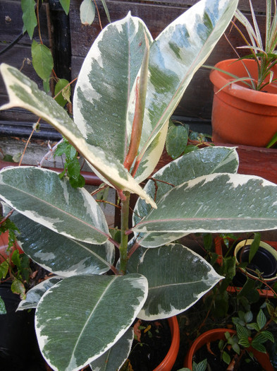 Ficus elastica Tineke (2012, Sep.12)
