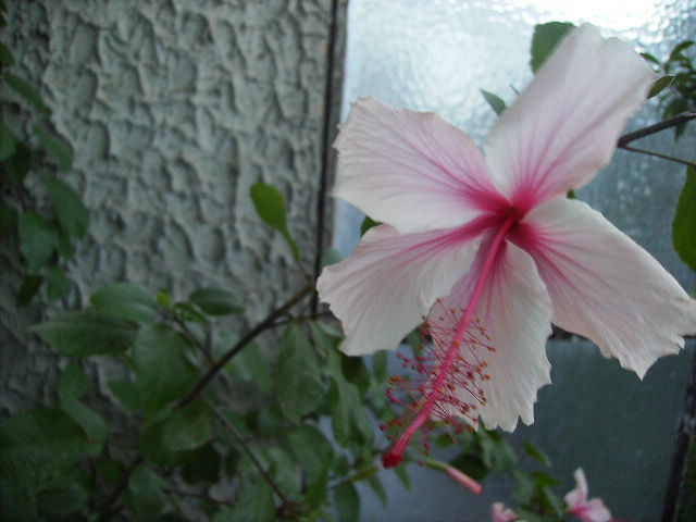 hibiscus floare de suport de altoi