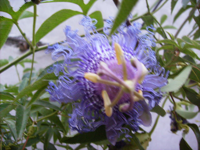 passiflora - flori de septembrie 2012