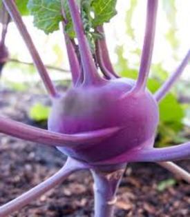 Kohlrabi, Purple