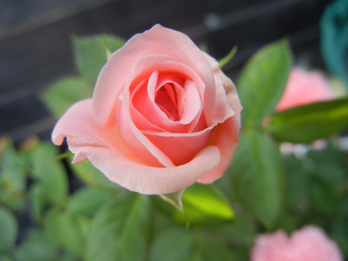 Rose Pleasure (2012, September 12)