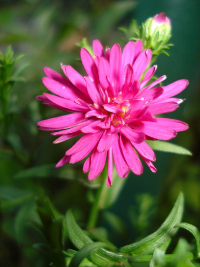 DSC06305 - Aster