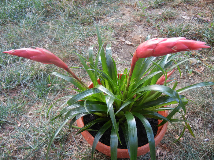 Red Bromeliad (2012, August 11)