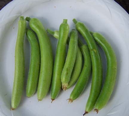 Cucuzzi Italian Edible Gourd