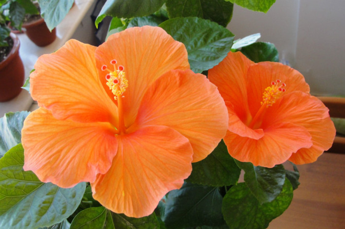 hibiscus Gator Orange - B-hibiscus-2012 3