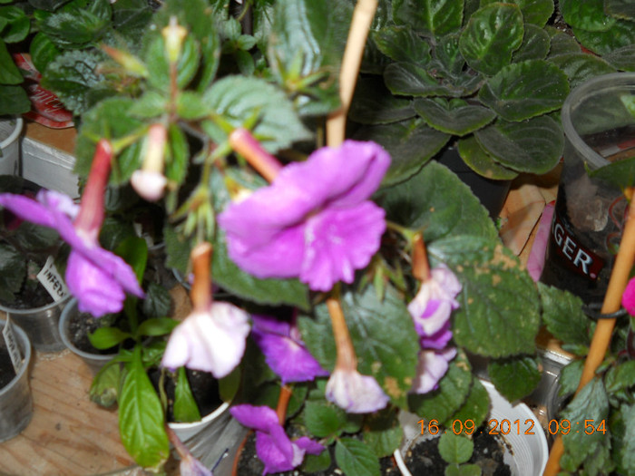 16.09.2012 013 - ACHIMENES- KOHLERIA SI EUCODONIA