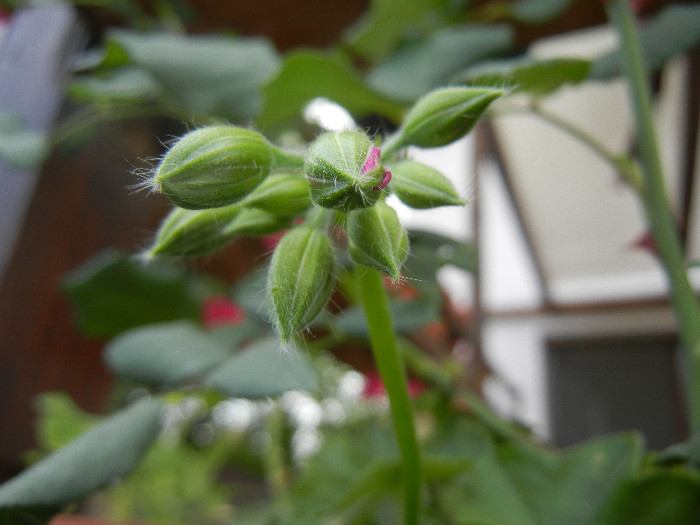 Ivy geranium Lia (2012, Sep.12)