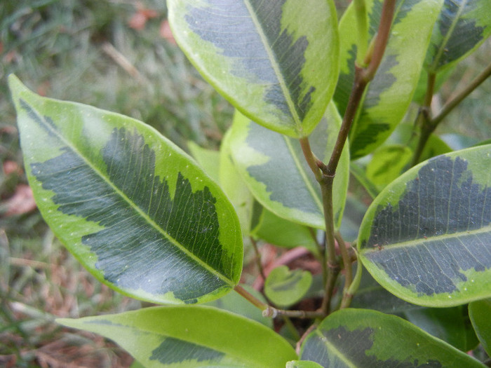 Ficus benjamina Variegata (2012, Sep.16)