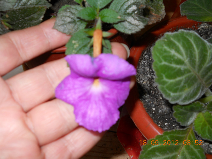 18.09.2012 049 - ACHIMENES- KOHLERIA SI EUCODONIA