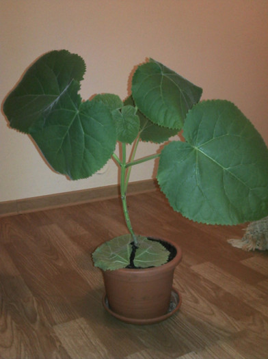 2012-09-18 20.27.15; Paulownia la ghiveci 2
