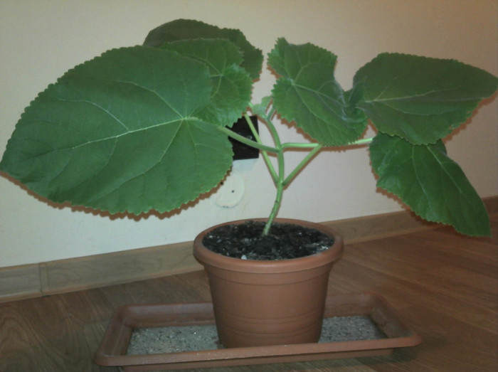 2012-09-19 06.14.32; Paulownia la ghiveci 1
