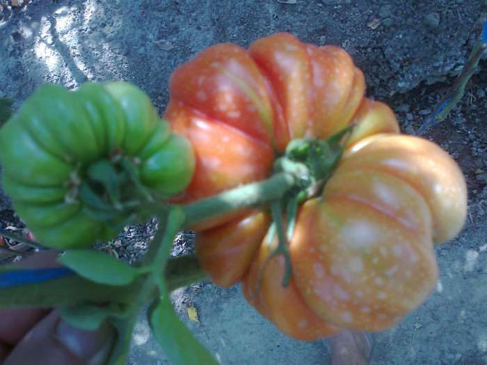 COSTOLUTO FIORENTINO - 04- TOMATE-ROSII-SOIURI PURE ORGANICE VECHI ROMANESTI SI HEIRLOOM ALBUM 4