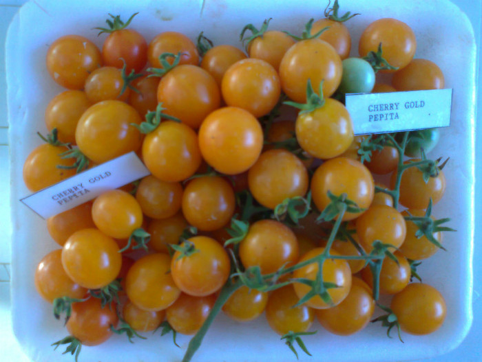 GOLD PEPITA - 04- TOMATE-ROSII-SOIURI PURE ORGANICE VECHI ROMANESTI SI HEIRLOOM ALBUM 4