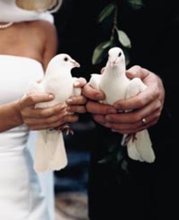 porumbei albi pt nunta in Timisoara