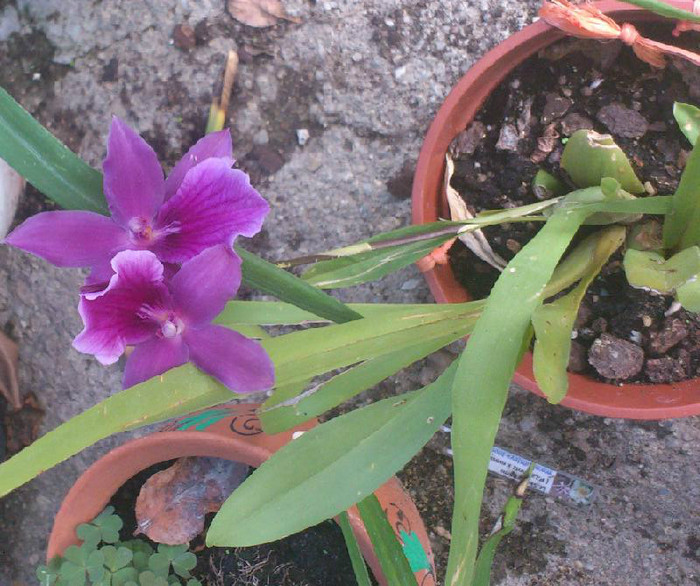 Veterana - o am de 6 ani - miltonia20sept2012