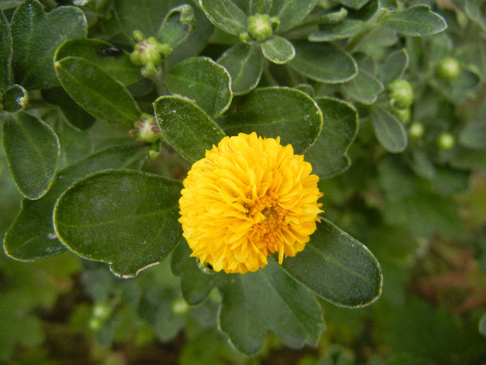 Yellow Chrysanthemum (2012, Sep.20) - Yellow Chrysanthemum