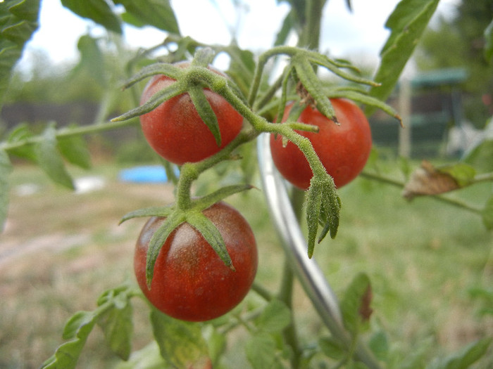 Tomato Black Cherry (2012, Sep.20)