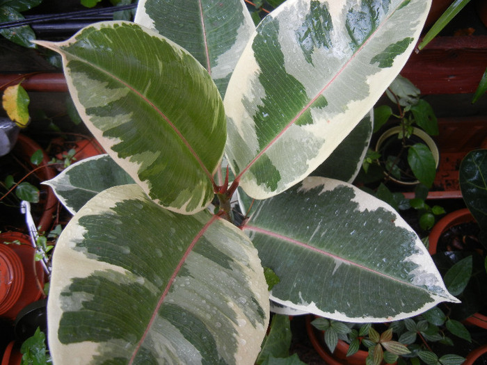 Ficus elastica Tineke (2012, Sep.21)