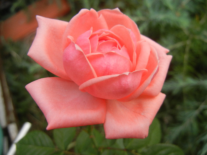 Rose Pleasure (2012, September 20)