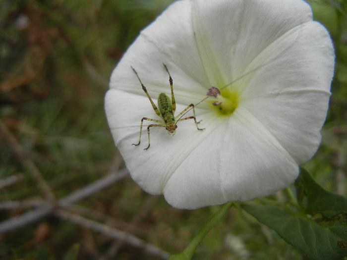 Green Bug on Convolvulus (12, Sep.07)