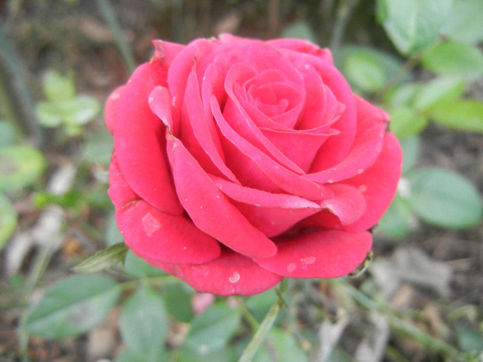 Red Rose, 20sep2012 - Rose Red
