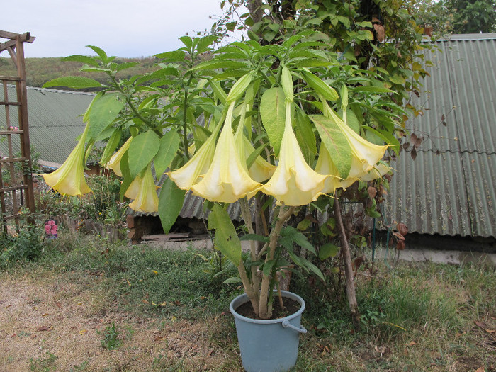 brugmansia1 - Diverse plante