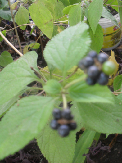 Seminte de lantana