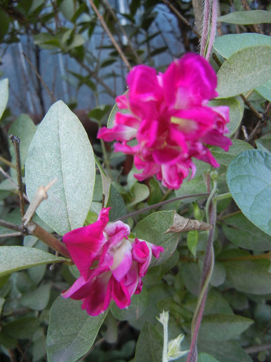 Double Pink Morning Glory (2012, Sep.23)