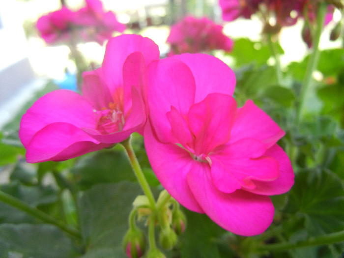 Bright Odette Geranium (2012, Sep.24)