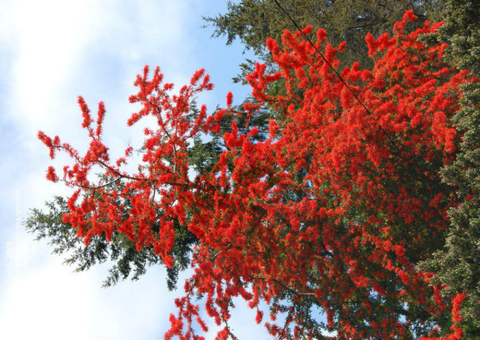 Embothrium coccineum - a- copaci si plante diverse pt Romania