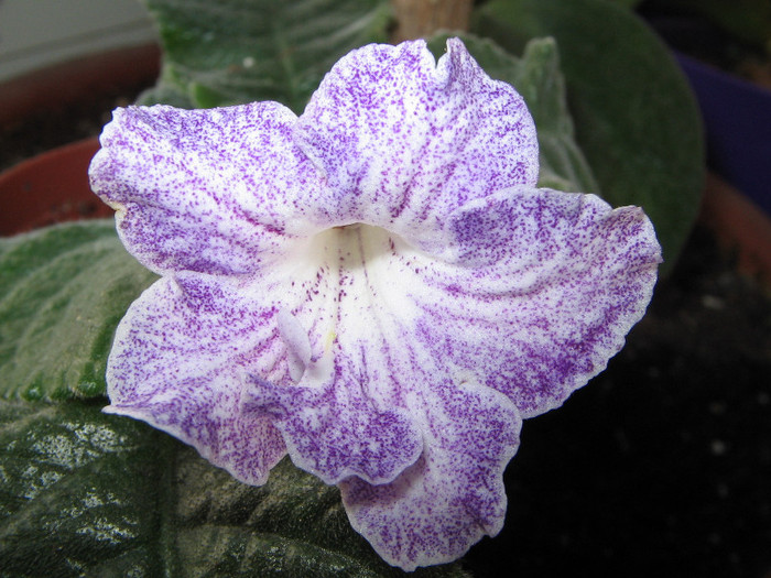 26.09.2012 Multumesc, Taiana - Streptocarpus