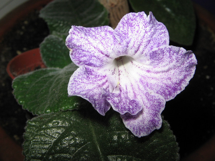 IMG_6966 - Streptocarpus