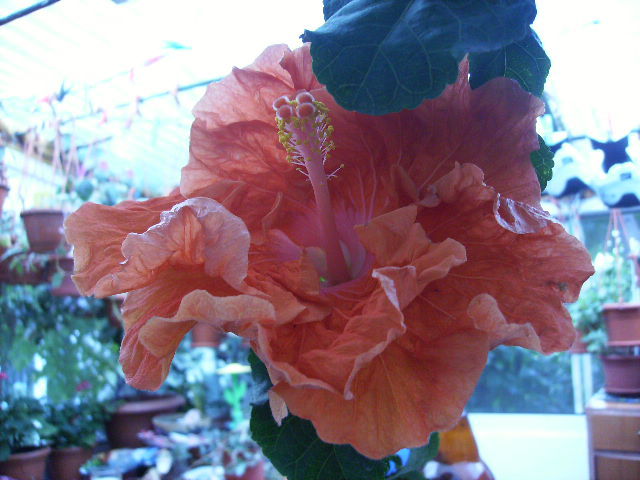 hibiscus