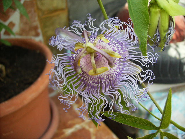 passiflora